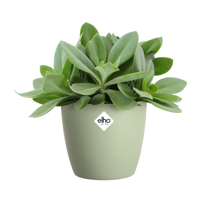 brussels round 16cm verde sorbetto